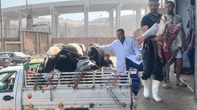 بسبب المواشي في عيد الأضحى المبارك.. احذر عقوبة تعطيل الطرق