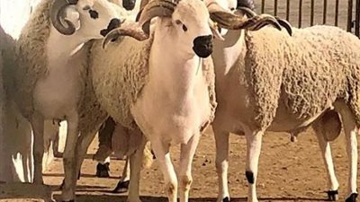 المغرب يلغي الأضحية لهذا العام وإقبال كبير على اللحوم البيضاء