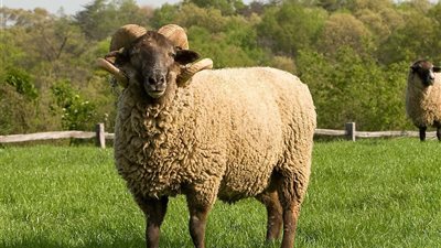 الزراعة: المجازر الحكومية استقبلت أكثر من 28 ألف أضحية في ثالث أيام العيد 