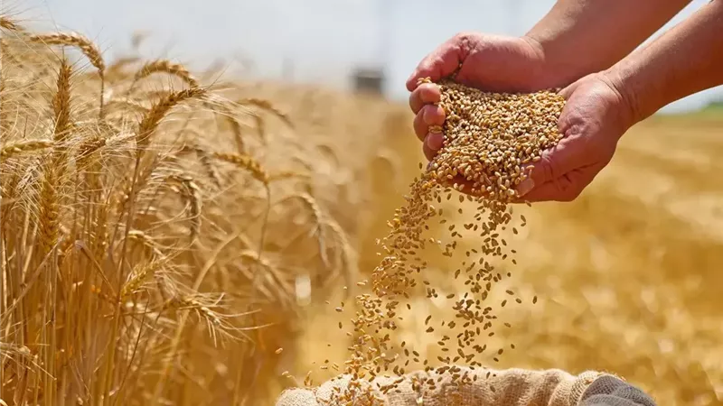 القمح المصري
