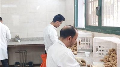  الزراعة: فحص  1.3 مليون طن بطاطس المائدة  معدة للتصدير للخارج 