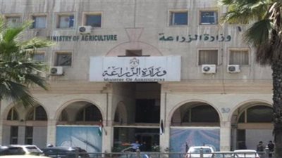 الزراعة عن وجود عجز في خامات الأعلاف: سوق الدواجن واللحوم والألبان مستقر