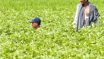 1.5 مليون فدان خطوة لعودة الريادة الزراعية وتحقيق الاكتفاء الذاتي من المحاصيل