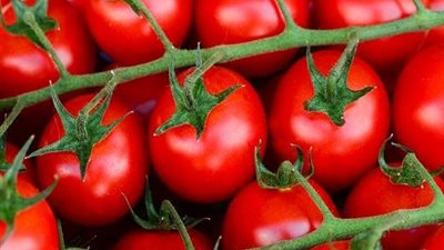 وزير الزراعة: إنتاجية محصولي البطاطس والطماطم شهدت زيادة بنسبة 15%