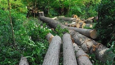 حظر قطع الأشجار.. مدبولي يوجه المحافظين بالبحث عن بدائل ونقل الأشجار عند التوسعات