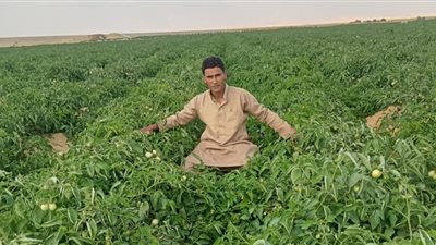أخفوا الجثمان داخل صوبة زراعية.. كواليس القبض على المتهمين بقتل شاب داخل مزرعة بطريق الضبعة| خاص 