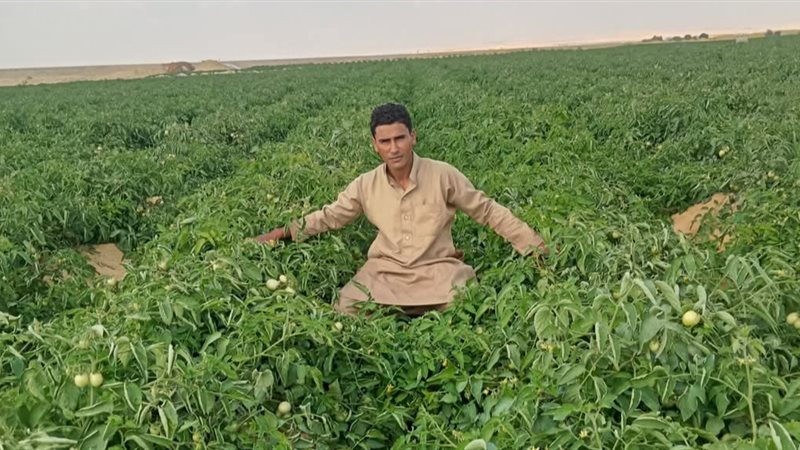 صورة المجني عليه