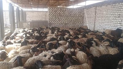 110 آلاف و832 رأس ماشية تتلقى التحصينات ضمن الحملة القومية بالمنيا