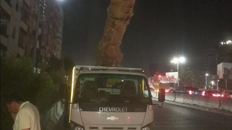 ضبط سيارة محملة بشجر 