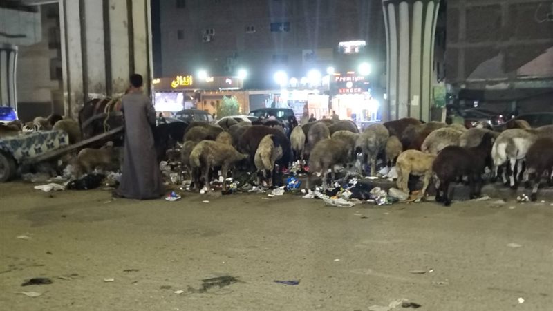 رعي غنم وسط الطريق