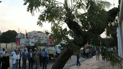 بعد سقوطها على عقار بمصر الجديدة.. نقل شجرة عملاقة وإعادة زراعتها