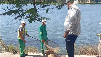 محافظ الدقهلية يتابع حملة لمواجهة الكلاب الضالة بميت غمر استجابة لشكاوى الأهالي