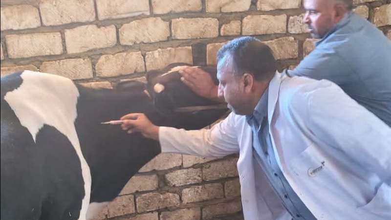 بيطري المنيا