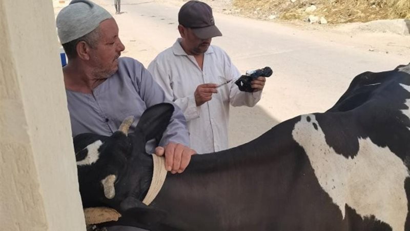 تحصين الماشية