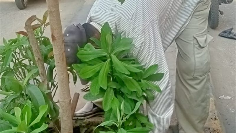 محافظة الجيزة 
