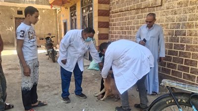 محافظ سوهاج يوجه بالتعامل مع واقعة عقر 11 شخصًا وتوفير الأمصال للمصابين