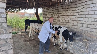 المنيا تحصن 180 ألفًا و781 رأس ماشية ضد الحمى القلاعية والوادي المتصدع