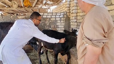تحصين 45 ألف رأس ماشية و50 كلبًا حرًا.. «بيطري الإسماعيلية» يعلن الحرب على الأوبئة