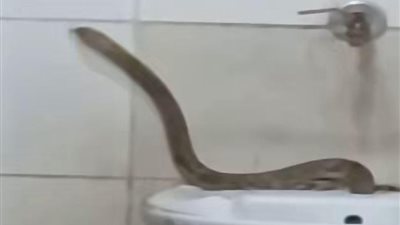 أوقاف البحيرة تكشف تفاصيل ظهور ثعبان داخل مسجد بقرية عبد السلام