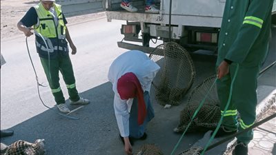 استجابة لشكاوى الأهالي.. حملات مكثفة لمواجهة الكلاب الضالة في الدقهلية