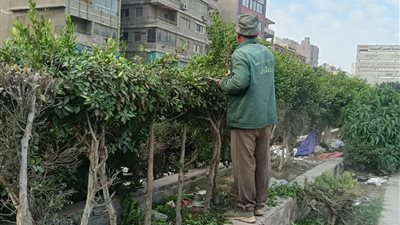الجيزة تتوسع في التشجير.. زراعة أشجار جديدة وتهذيب الأسوار النباتية بشارع الهرم
