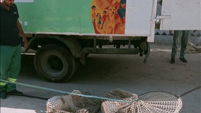 استجابة لشكاوى المواطنين.. محافظ الدقهلية يتابع حملات مواجهة الكلاب الضالة بتمي الأمديد