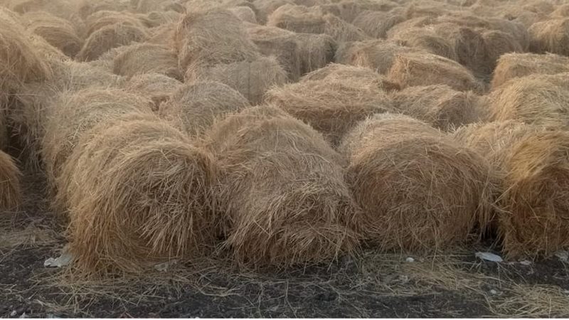 وزارة التنمية المحلية