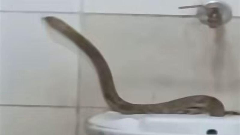 الثعبان 