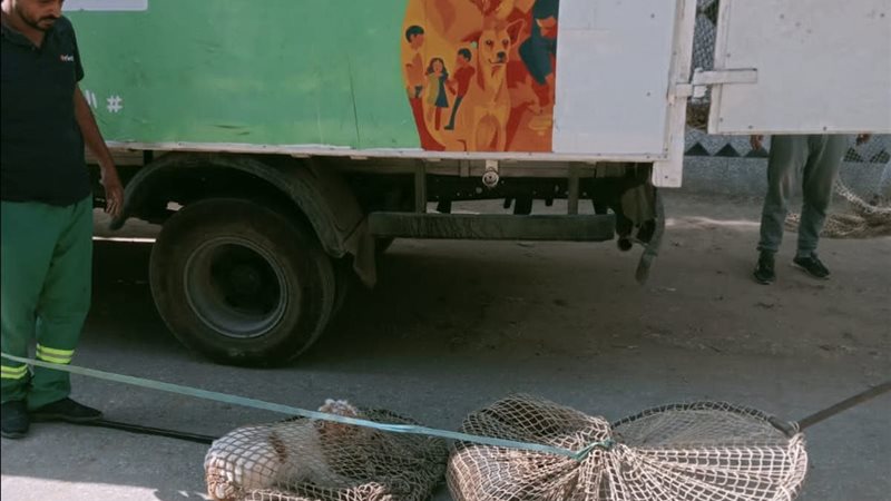 مكافحة الكلاب الضالة