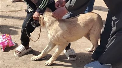 مدير مديرية الطب البيطري: تحصين أكثر من 3 آلاف كلب ضد مرض السعار بسوهاج