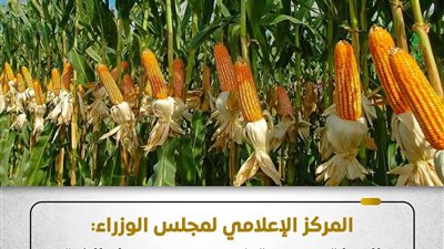 الحكومة تنفي وقف دعم الذرة الشامية وتؤكد استمرار الحوافز للمزارعين
