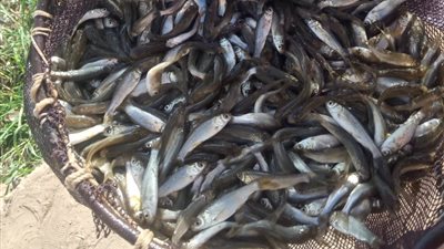 تكثيف عمليات إطلاق زريعة الأسماك بعدد من المحافظات على مستوى الجمهورية