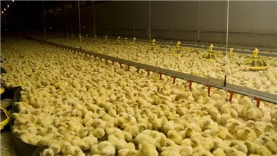 فائض في إنتاج الكتاكيت وتراجع أسعار الدواجن