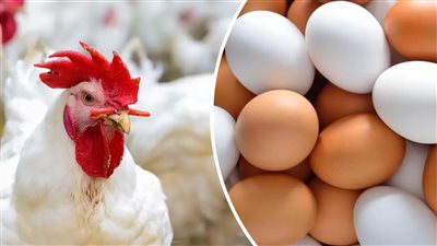 أسعار الدواجن والبيض في الأسواق اليوم الثلاثاء 7 أكتوبر 2025