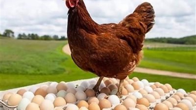 كيف نجحت مصر في تحقيق الاكتفاء الذاتي من البيض والدواجن؟