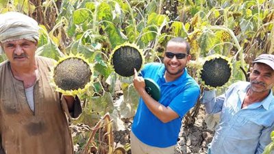 مصر تنجح في زراعة عباد الشمس الزيتي بجنوب سيناء