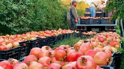 وزير الزراعة يوجه بحزمة إجراءات فورية وعاجلة لدعم مزارعي الرمان بأسيوط