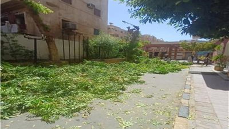 قطع الأشجار في أسوان
