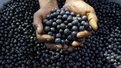 صناعة صحية عالمية في مهب الريح.. رسوم ترامب تهدد توت الآساي البرازيلي