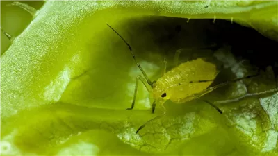 6 خضروات شائعة تنقل الدودة الشريطية وتهدد صحة الدماغ