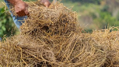 د. منال عوض توجه بالاستفادة الاقتصادية من قش الأرز بتحويله إلى أسمدة عضوية 