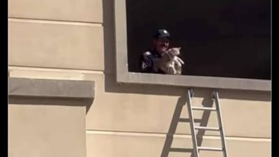 لفتة إنسانية.. إنقاذ قطة عالقة في مبنى بالمنيا الجديدة