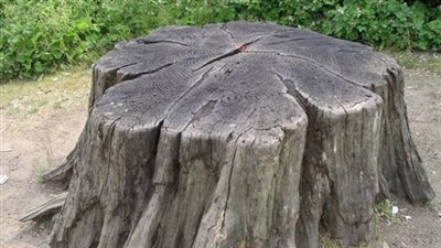 جذع حنَّ للنبي ﷺ.. حين بكت الخشبة شوقًا لرسول الله