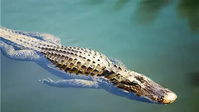 تمساح يثير الذعر على شاطئ أبوتلات في الإسكندرية.. صور