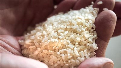 توقعات باستمرار انخفاض أسعار الأرز عالميا حتى أوائل 2026