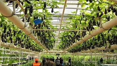 نقيب الزراعيين يكشف تفاصيل تطوير مناهج كليات الزراعة لمواكبة متطلبات سوق العمل الذكي