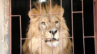 بسبب تمساح.. القبض على مدرب أسود شهير بعد مداهمة مزرعته بأبو النمرس