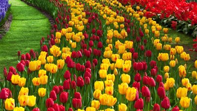 تُصدّر 95% من الزيوت العطرية.. بني سويف القلب النابض لقطاع النباتات الطبية والعطرية