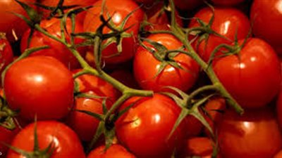 وزير الزراعة: ارتفاع أسعار الطماطم مؤقت والانخفاض متوقع خلال أسبوعين