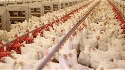 أستاذ أمراض دواجن: 